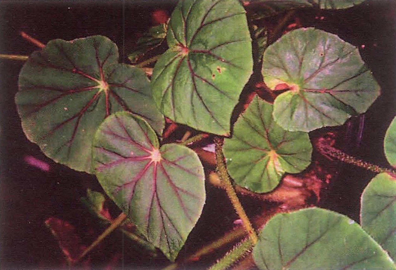 B. U494